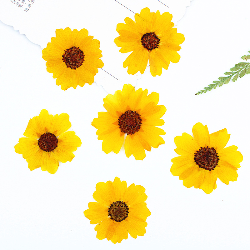 24 шт., натуральные прессованн – обзор и цена Dried Flower Bookmark
