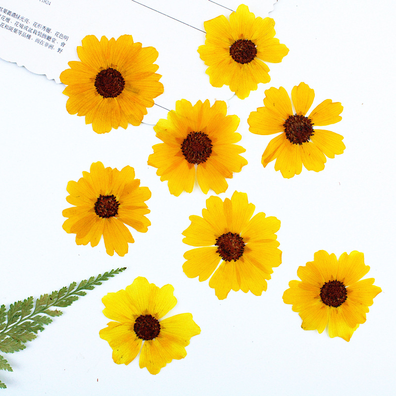 24 шт., натуральные прессованн – обзор и цена Dried Flower Bookmark