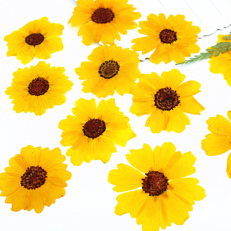 24 шт., натуральные прессованн – обзор и цена Dried Flower Bookmark